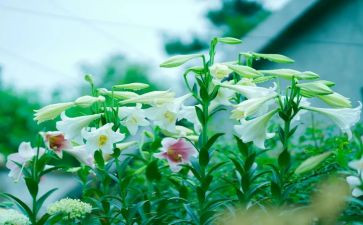 读《百合花》读后感5篇