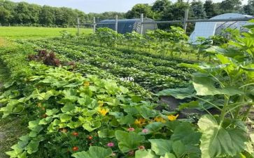 中班买菜教案6篇