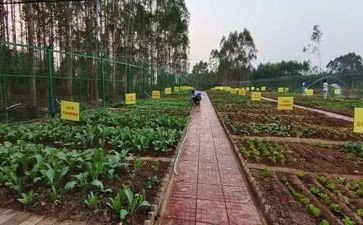 《蔬菜宝宝》教案7篇