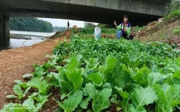 泰国菜作文模板6篇