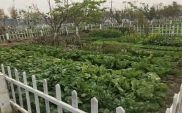 奶奶的菜园作文5篇