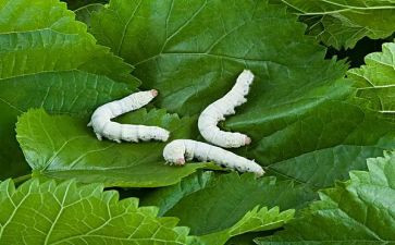 蚕活动总结推荐8篇