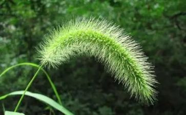 小草和大树读后感通用7篇
