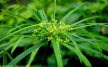 花草地教学反思5篇