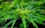找草莓中班教案6篇