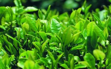 茶文化活动策划8篇
