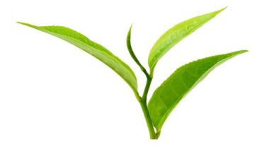 小茶壶小班教案6篇