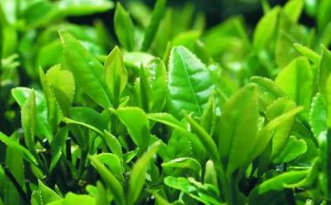 茶主题活动方案通用8篇