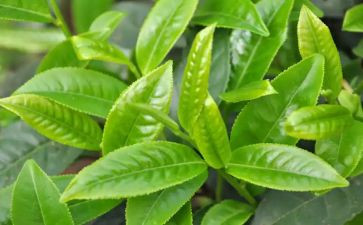 茶主题活动方案模板7篇