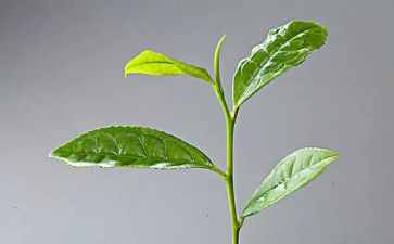 关于茶的优秀作文推荐7篇