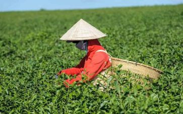 茶艺培训心得体会8篇
