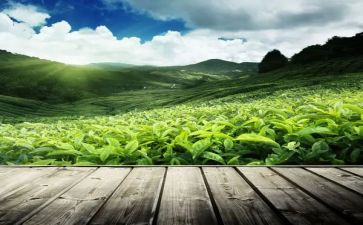 关于茶的优秀作文优秀8篇