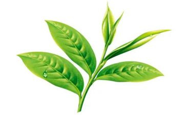 关于茶的优秀作文模板5篇