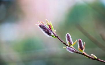 《找春天》教学反思通用6篇