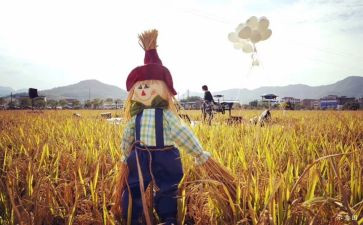 关于稻草人读后感5篇