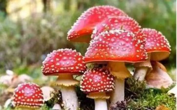 珍爱生命,远离毒品演讲稿通用5篇