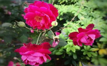 关于芬芳的作文5篇