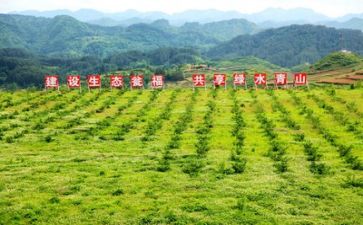 精准扶贫的调查报告7篇