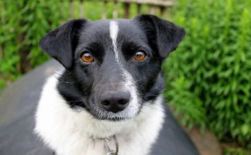 英语狗的教案5篇