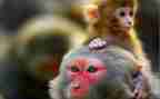 狗和猴幼儿园教案参考5篇