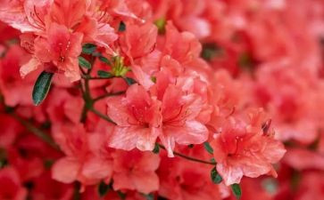 种花生教案优质6篇