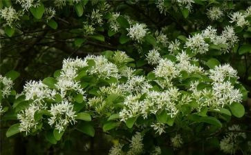 茶花的优秀作文模板6篇