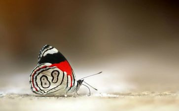 中班音乐活动《蝴蝶》教案7篇