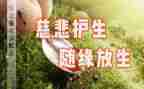 保护生命作文7篇