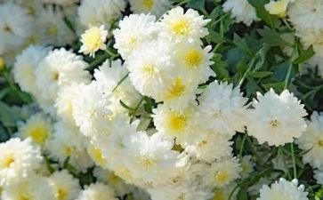祭奠清明节心得体会6篇