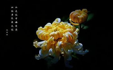 描写菊花的作文作文通用7篇