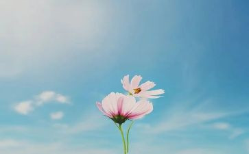 看图活动教案7篇