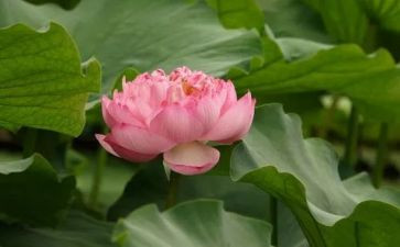 莲花灯作文通用8篇