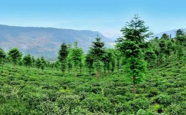 林业站人员述职报告5篇