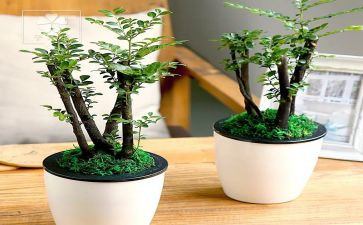 绿化周工作计划通用8篇