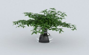 绿房子读后感最新5篇