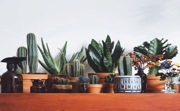绿房子读后感通用7篇