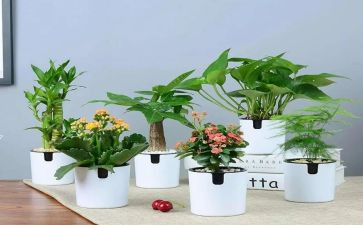 绿化工工作计划6篇