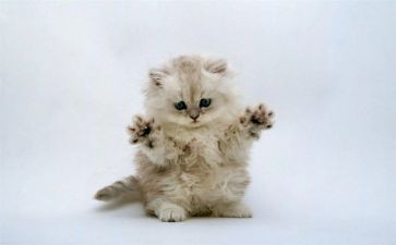 小猫钓鱼小班教案7篇