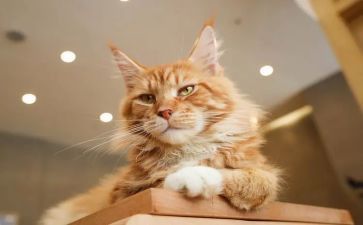 我的小花猫作文6篇