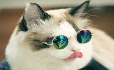关于熊猫的作文模板6篇