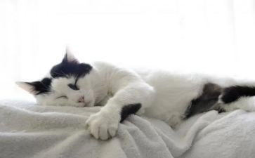 四年级下《猫》教案通用6篇