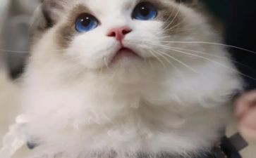 七年级猫的读后感6篇