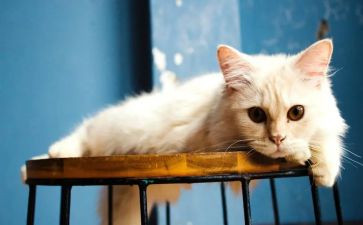 买小猫的作文精选6篇