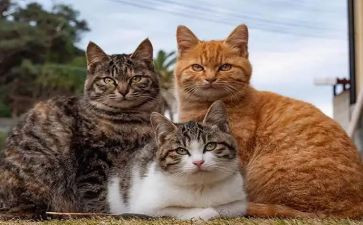 猫和狗的心得体会优质6篇