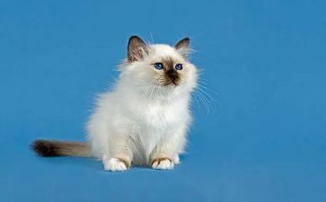 猫狗鼠的读书心得8篇
