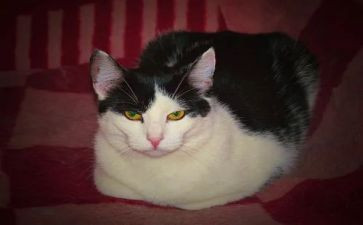 猫和狗的心得体会优秀5篇