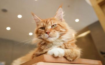 勒以的猫心得体会最新6篇