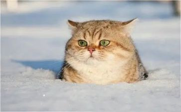 熊猫教案6篇