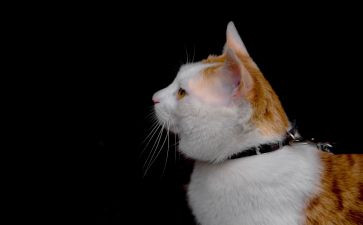 关于熊猫的作文7篇