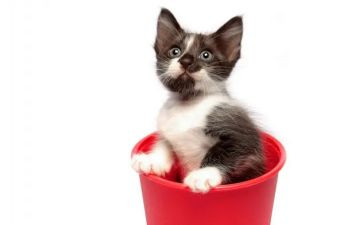 熊猫教案最新5篇